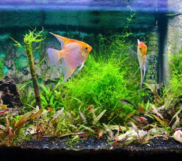 Front view of tropical fresh water of a fish tank with lush foliage plants.