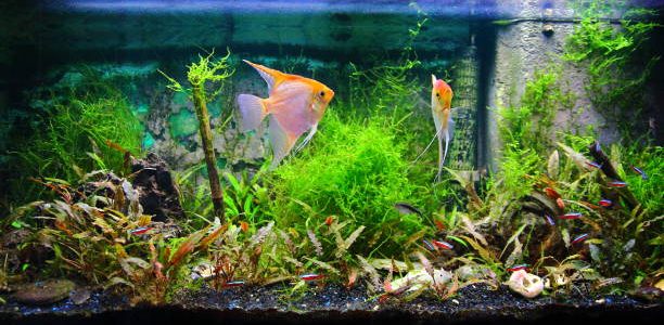 Front view of tropical fresh water of a fish tank with lush foliage plants.