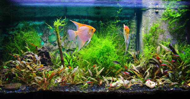 Front view of tropical fresh water of a fish tank with lush foliage plants.