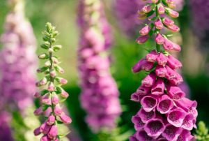 A selective shot of beautiful foxgloves blooming in the walled flower garden