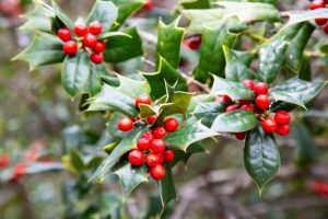 Green Holly Bush with, red berries