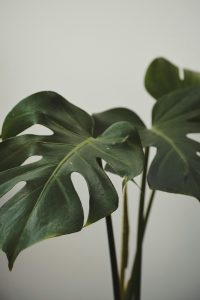 How to treat leaf spot