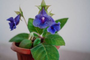 Gentle blue purple flowers of Sinningia Thidea - Gloxinia with green leaves on gray background. Indoor plant. Selective focus.