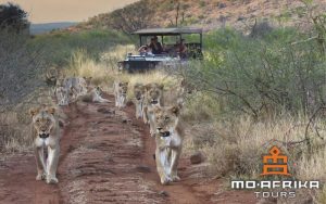The Return of the Big Five: How Madikwe Safaris Is Leading Wildlife Conservation Efforts