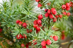 Yew is conifer shrub with poisonous and bitter red ripened berry fruits