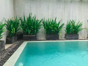 water pool surrounded by pots with plant