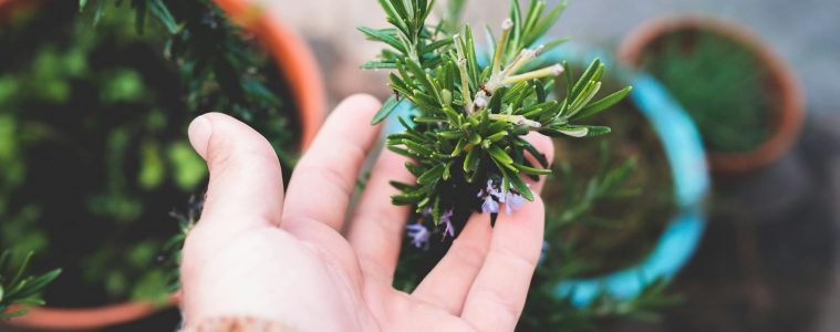 The benefits of growing Rosemary