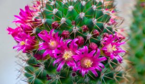Close up of clusters of pink springtime flowers blooming on a mammillaria cactus.