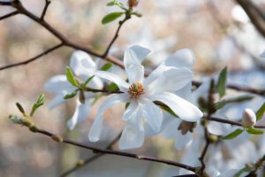 The white and highly fragrant many-petaled flowers of the Star Magnolia -
