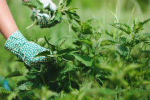 nettle leaves with protection gloves in the garden.