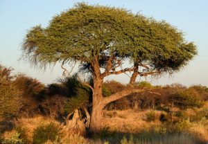 Single Buffalo thorn tree
