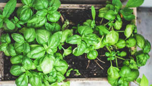 Why your Basil is wilting?