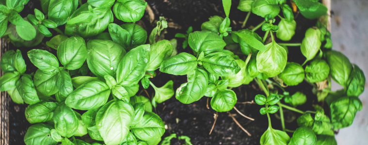 Why your Basil is wilting?