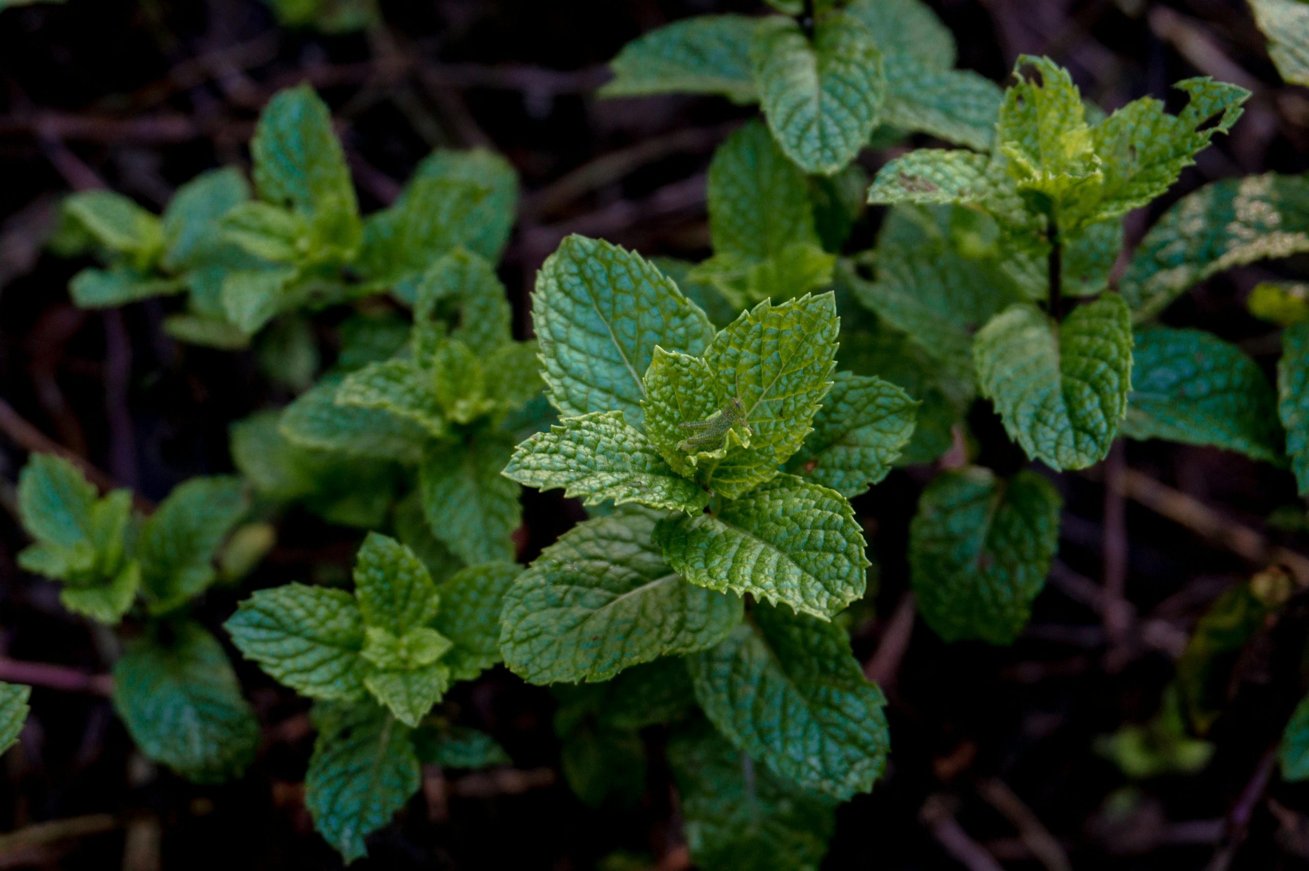 avoid growing mint