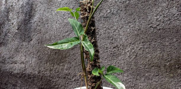 Close up of vine on moss pole.