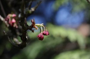 Prunus genus. Selective focus on developing cherry blossoms in early springtime. Plant Hardiness Zone 8A.