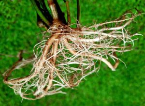 Plant Root - green background.