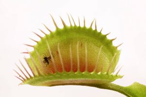 Flytrap Closeup digesting a fly