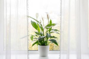 Air purifying scented houseplants in home concept. Spathiphyllum are commonly known as spath or peace lilies growing in pot in home room and cleaning indoor air.