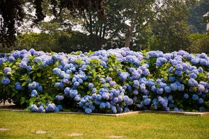 Flowering hydrangea shrubs