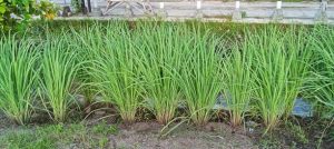 Lemon grass plants growing in a garden