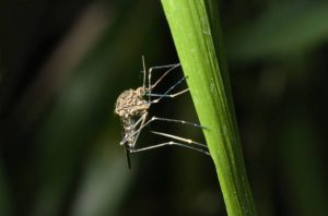 A medium-large brown mosquito in the Aedini (formerly classified as Aedes sp.) tribe of mosquitoes (Culicidae). May be a disease vector.