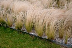 Mexican feather grass dry leaves of the grass curl in the wind and look like hair. lawn and several trees. flowerbed with sheet metal curb and light marble, limestone mulch gravel. modern park in autumn, virginiana, scopulorum, chamaecyparis, virgatum, panicum, virginiana, stipa, tenuissima, mulching