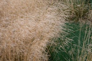 Wild Tufted Hairgrass dense thickets of golden bluegrass. Natural background herbaceous grass