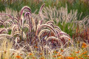 Different ornamental grasses in the garden.