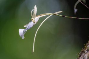 A close-up shot of a rare and delicate Ghost Orchid flower in bloom