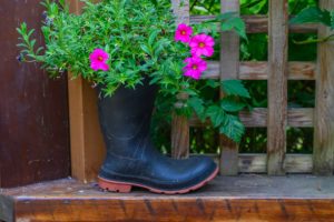 Flowering plant grows out of old rubber boot on ledge