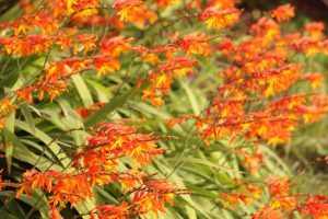 Crocosmia x crocosmiiflora Meteore - a profusion of orange flower blossoms fill the horizontal frame with their backdrop of blade-like green leaves. Close up, full frame, two primary image colors - orange and green.