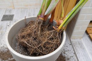 Areca palm repotting. Indoor house plant repotting. Indoor plant care in a small aprtment. Entangled root separation.