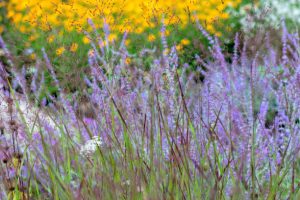 Switchgrass flowering poaceae plants stems on blue, white and yellow flowering plants background. Grass flowers swaying in the wind with shallow focus. Summer vibe blurred aesthetic background.