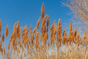 The Sorghastrum nutans Grasses in the Sun in Midewin National Tallgrass Prairie in Wilmington, Illinois
