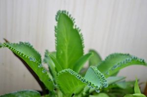 Kalanchoe laetivirens is a species of Kalanchoe. Leaves are completely green, lushly green. Mother of thousands plant in a pot. Succulent beautiful decorative plant.