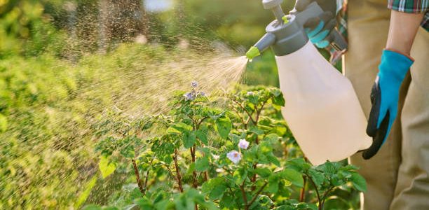 Close-up of female hands with spray spraying potato plants protection from fungal diseases infections, insect control, mineral organic fertilizers on leaf to increase yield. Agriculture horticulture