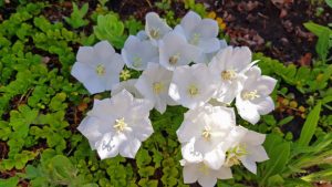 Looking down onto white Campanula Bells. Surrounded by Creeping Jenny and Sedum. Partial sunlight. Perennial.