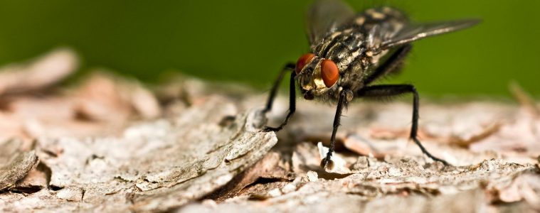Keep your home fly-free this Summer with these natural repellents