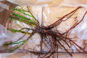 Bare rose root without soil in plastic, ordered online and delivered to the customer during the dormant season.