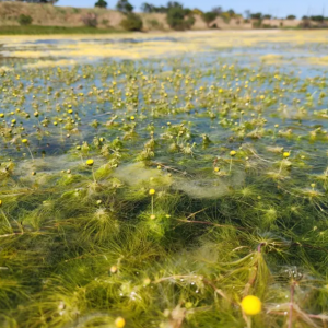 The Salt Pan Daisy has been rediscovered after nearly 100 years