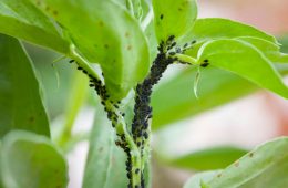 Aphids, black fly (black bean aphids, blackfly) on leaves of a broad bean plant, UK garden