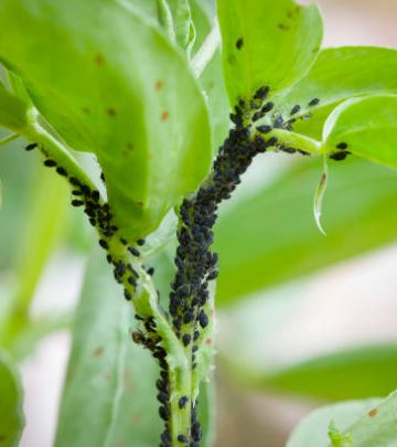Aphids, black fly (black bean aphids, blackfly) on leaves of a broad bean plant, UK garden
