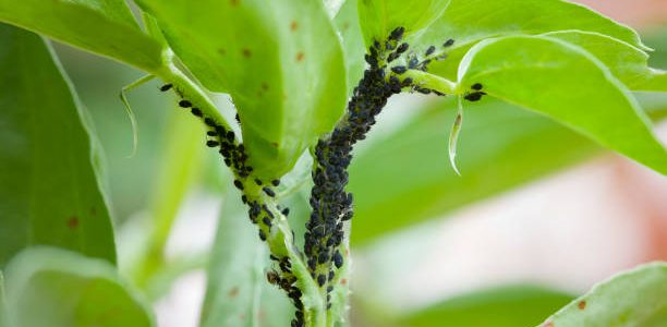 Aphids, black fly (black bean aphids, blackfly) on leaves of a broad bean plant, UK garden
