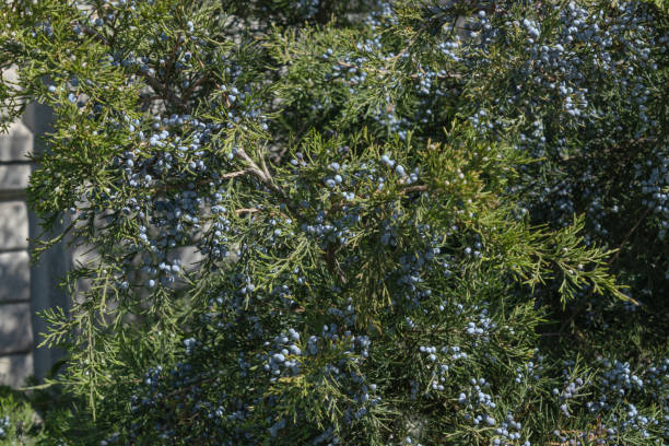 juniper bush is abundantly covered with berries in the garden near the fence