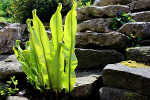 Photo showing a dock leaf fern growing in a rockery / rock garden. The fern is pictured backlit by the morning sunshine, which is illuminating the leaves and showing their structure - leaf stem and veins.