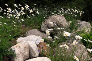Summer perennial garden of white daisies and blue flax. Gives the garden a light and airy English Country garden look. Drought resistant. Simple to grow and design with stunning results. Large textured and colored boulders add to the feeling.