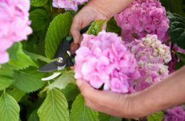 Gardener cutting hydrangea with secateurs outdoors, closeup