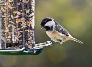Birdfeeder with bird feeding