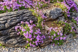 Purple flowers of Aubrieta pinardii in garden at spring